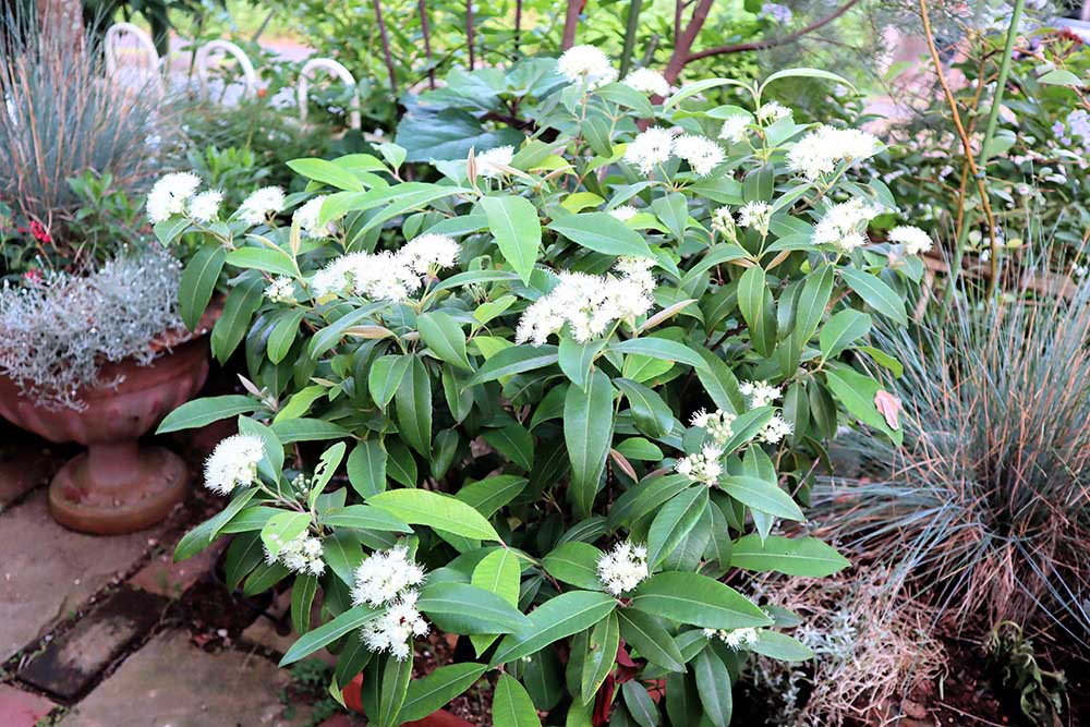 冬越しできた？！レモンマートル＊まゆまるのココロオドル多肉～2020.11～＊