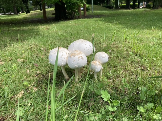 きのこアルバム タマシロオニタケ