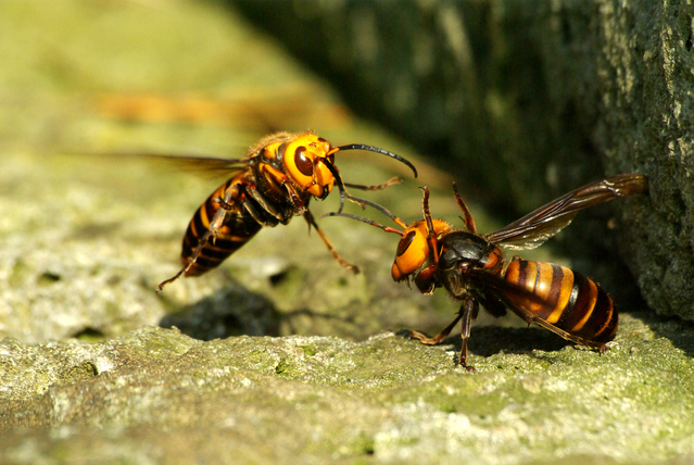 クリニックブログ岡山市南区の皮膚科うちだ皮膚科クリニックヘルペス・とびひ・乾癬・アトピー性皮膚炎など
