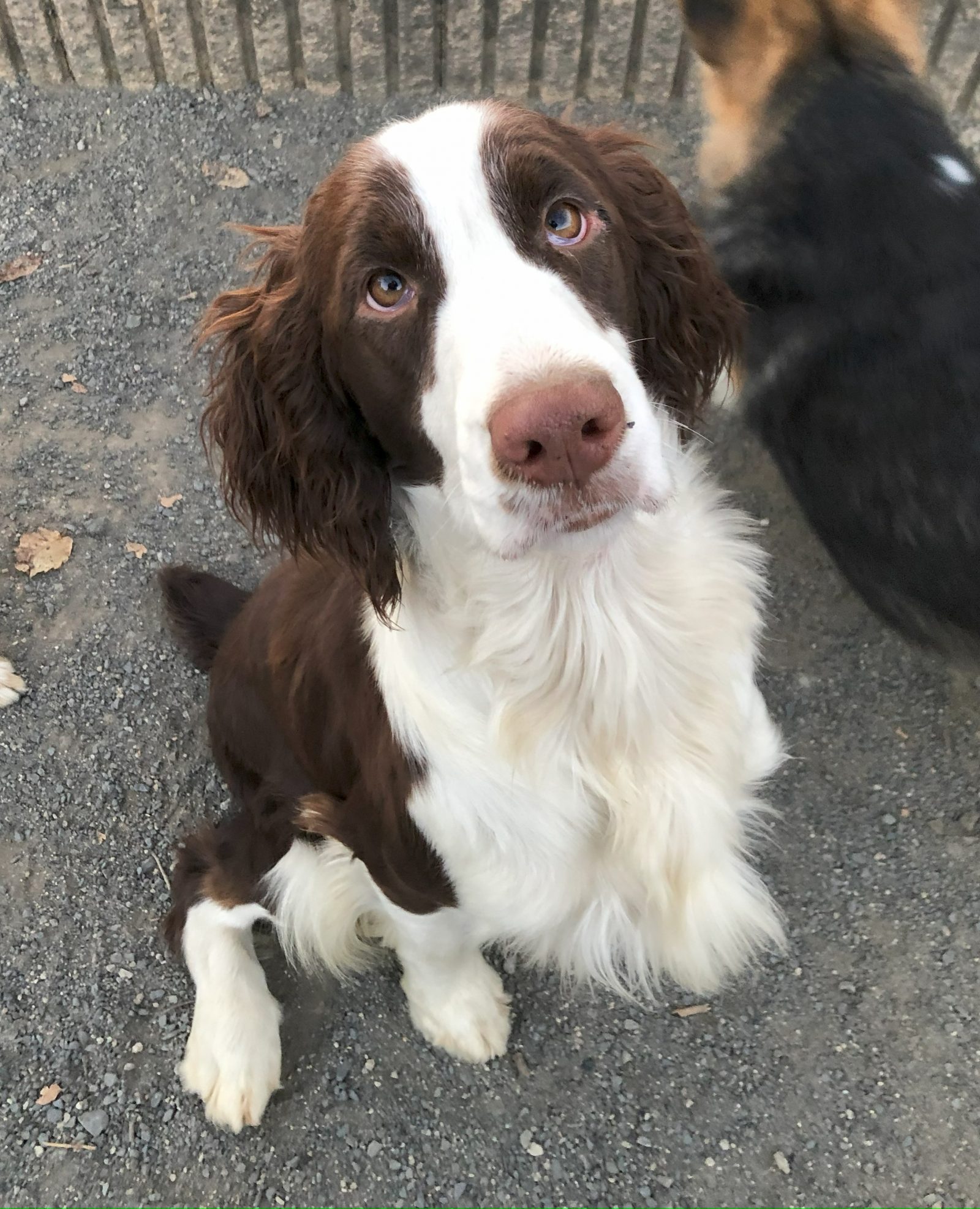 イングリッシュ・スプリンガー・スパニエルってどんな犬？性格や歴史Qpet ｷｭｰﾍﾟｯﾄ