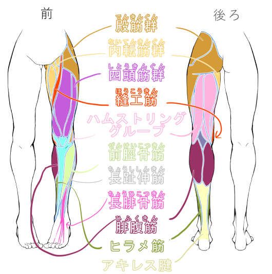 10,964 人の筋肉 High Res Illustrations - Getty Images人体構造, 筋肉質, 人体部位