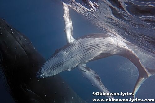 今シーズンのホエールウォッチングも終盤へ小笠原諸島 父島ガイドPolaris