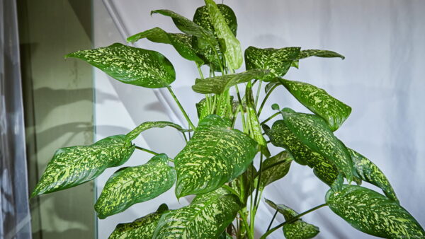 ディフェンバキアの育て方・栽培方法LOVEGREEN ラブグリーン