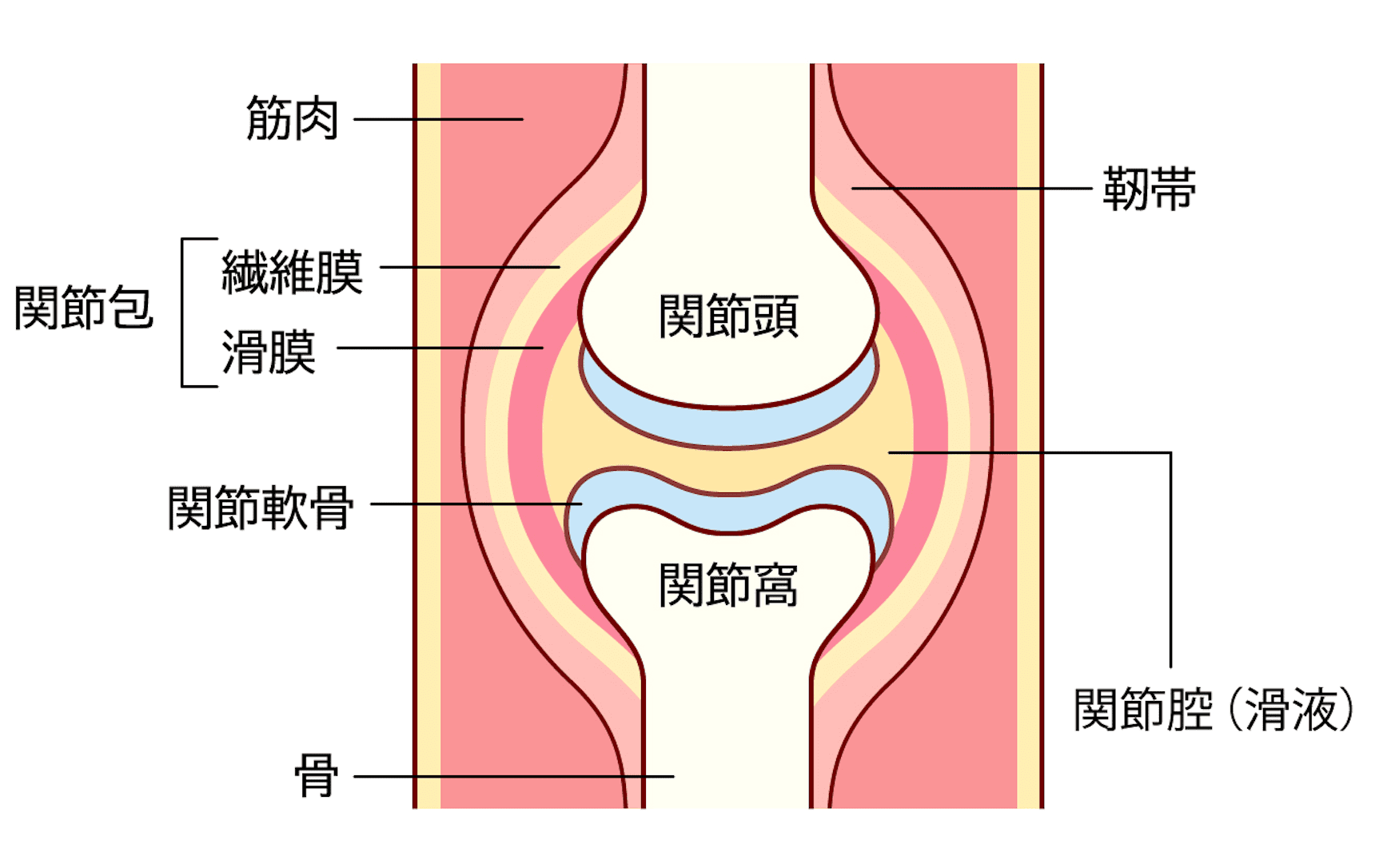 膝がポキポキ鳴る 治す：痛みなくセルフケアで改善！原因・対処法まとめ」「さかぐち整骨院 -枚方市-」枚方市で口コミ評価NO.1