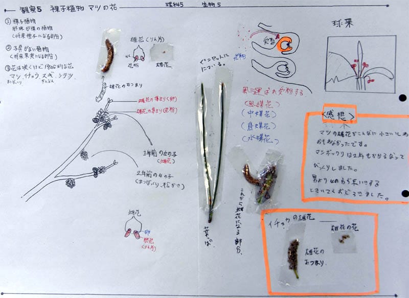 植物のつくりとはたらき