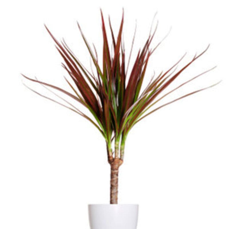 ドラセナコンシンネの育て方・日常管理