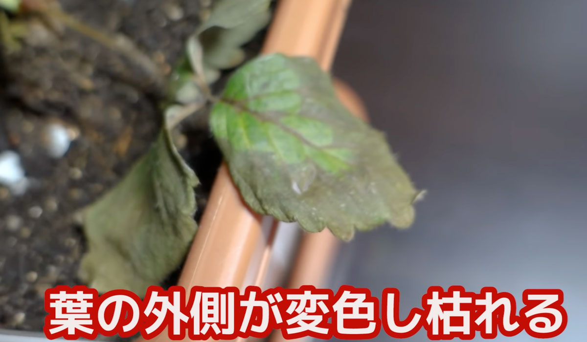 いちご突然枯れる、葉に灰色の斑点炭疽 たんそ 病ミライ菜園