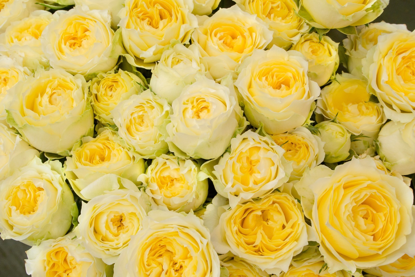 交錯する愛憎の花言葉。黄色いバラの紹介１００種類以上から選んだお勧め品種ローズフェスタ - 五感で楽しむ薔薇の広場