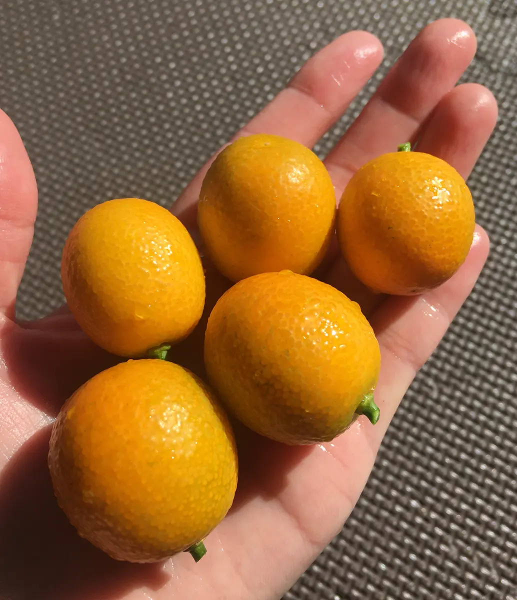 1.金柑苗木子どもリクエストで育て始めるそだレポ 栽培レポート byマンションベランダみんなの趣味の園芸