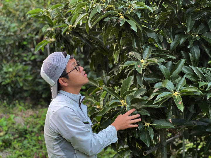 町内産のアボカド栽培順調 ～さつま町アボカド現地検討会～JA北さつま 北さつま農業協同組合 オフィシャルサイト