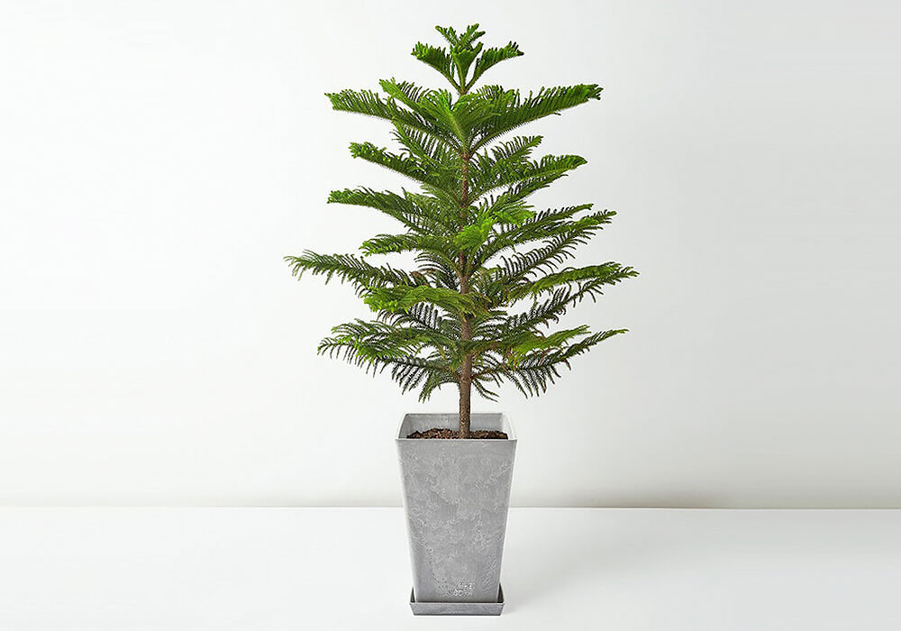 ナンヨウスギの特徴・実用例 – Seeding