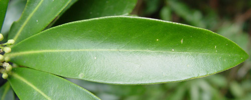 ミヤマシキミの赤い実の謎 - Humanoid K's diary