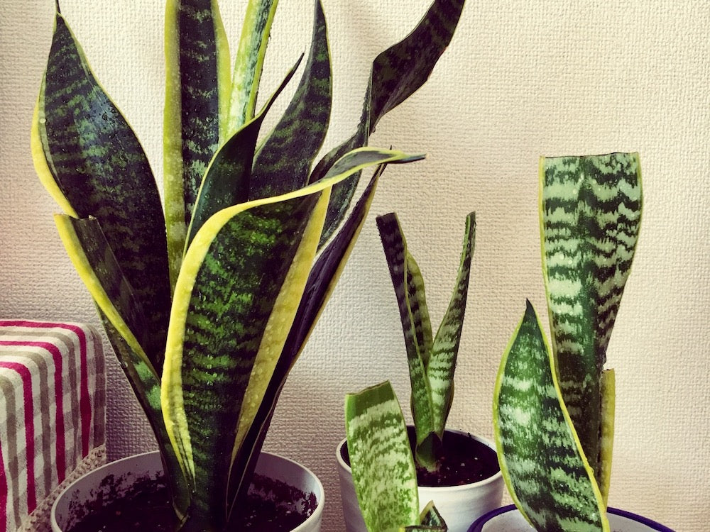 サンスベリアの葉挿し。1年経過しましたが新芽は出ませんけど！？四色だんご