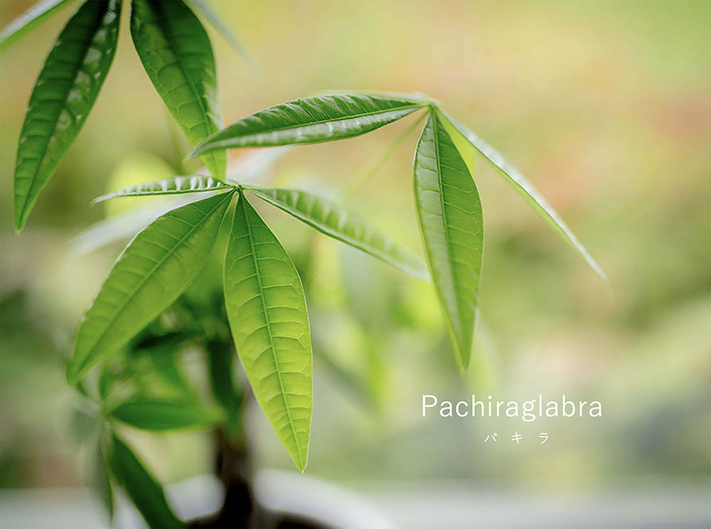 観葉植物 パキラ カイエンナッツ の育て方！風水など記載あり！Botanic house