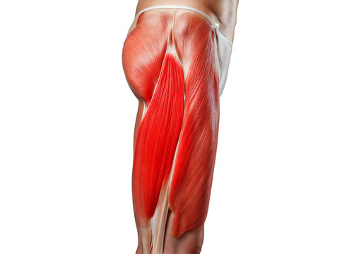 骨盤前〜もも前 腸腰筋・大腿直筋 のストレッチ