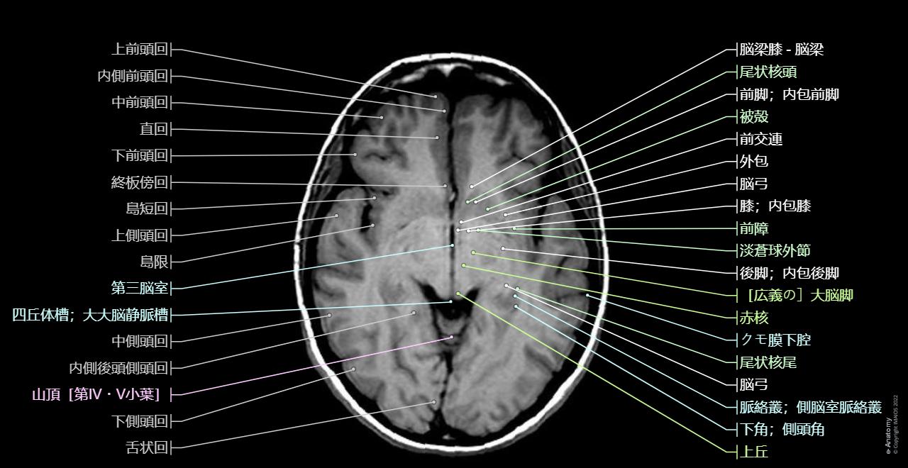 顔と体の部位を表す英語ENGLISH LIFE
