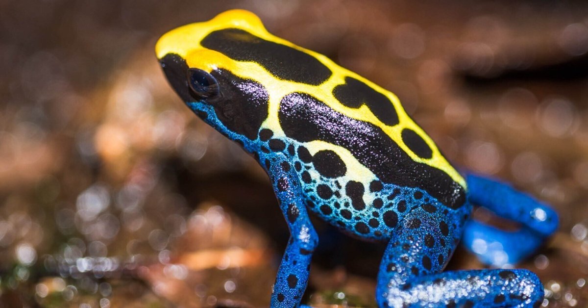 子どもが触れても大丈夫？アマガエルの毒の成分・特徴・注意点を解説