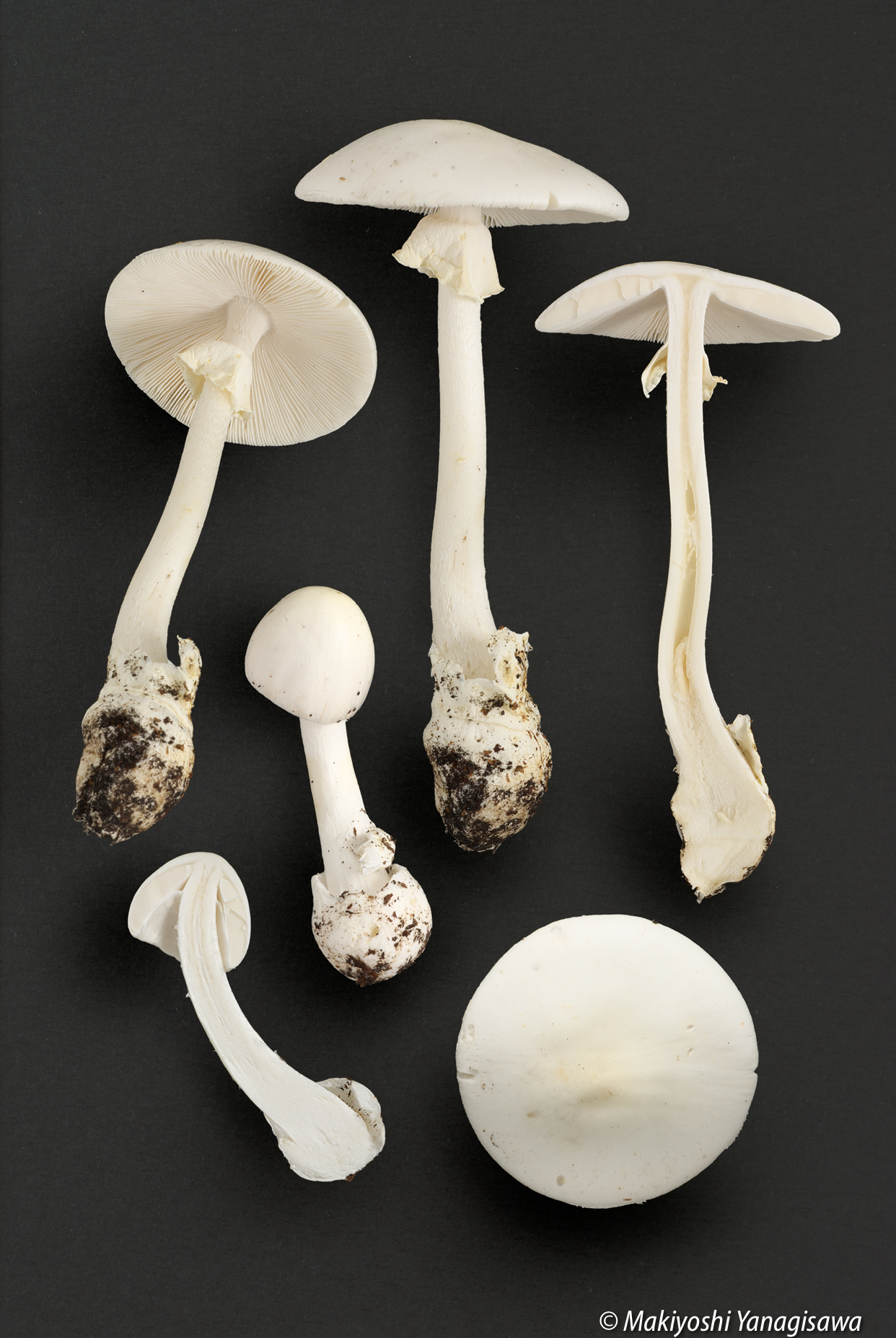 シロオニタケ 白鬼茸: 世話要らずの庭