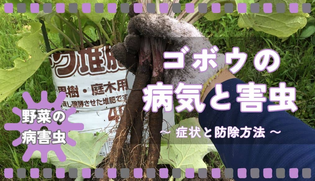 ごぼう栽培