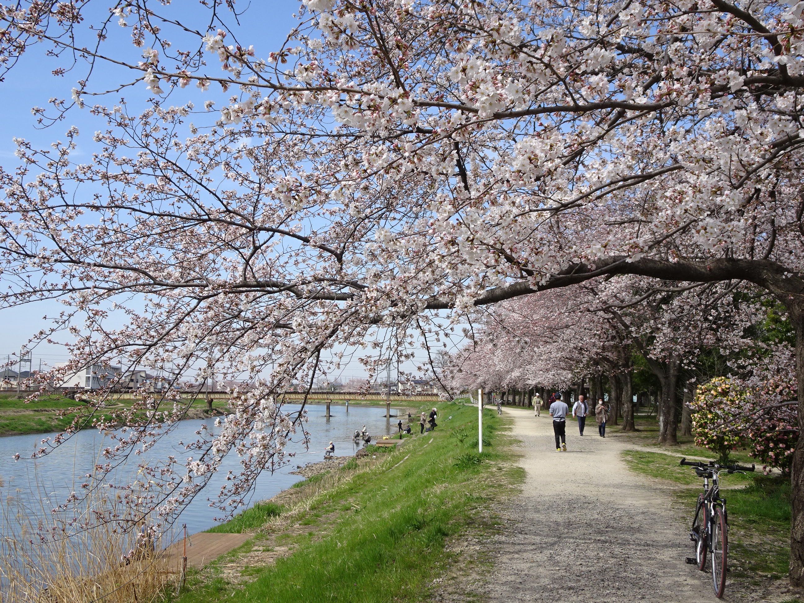 春日部市】夏真っ盛り！エンゼルドーム付近の牛島古川公園では夏の花・ひまわりが見頃を迎えていますよ！！ | 号外NET 春日部市