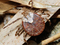 ダニの仲間、「タカラダニ」「マダニ」「ツツガムシ」の違いとは？その他害虫なるほど知恵袋