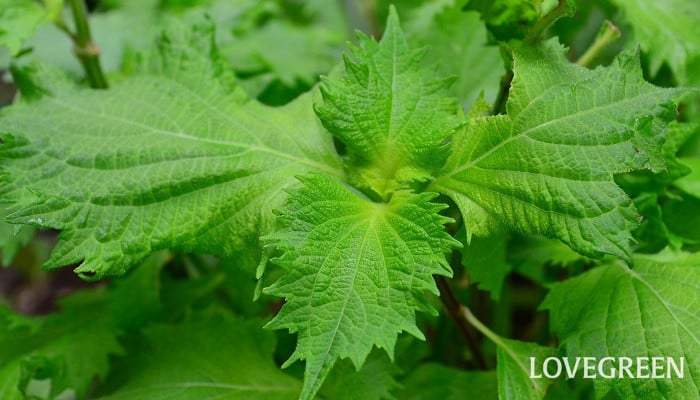 シソ 紫蘇 の育て方・栽培方法