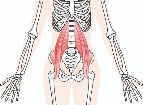 腸腰筋イラスト無料イラスト・フリー素材なら「イラストAC」
