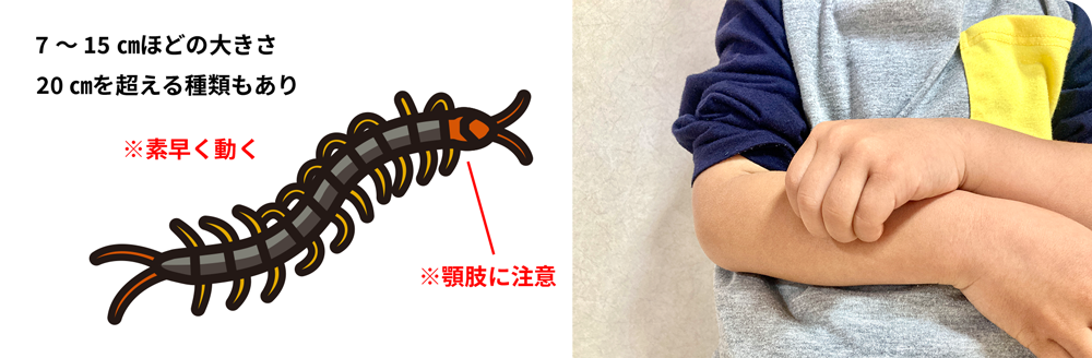 Amazon.co.jp: アースガーデン ムカデ撃滅 スプレー 480ml ムカデ駆除スプレー 家庭菜園 園芸 ガーデニング 害虫 駆除 虫対策家庭用 : DIY・工具・ガーデン