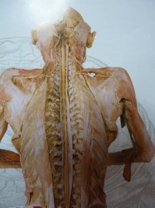 人体の不思議展 : 片山歯科クリニックのスタッフblog