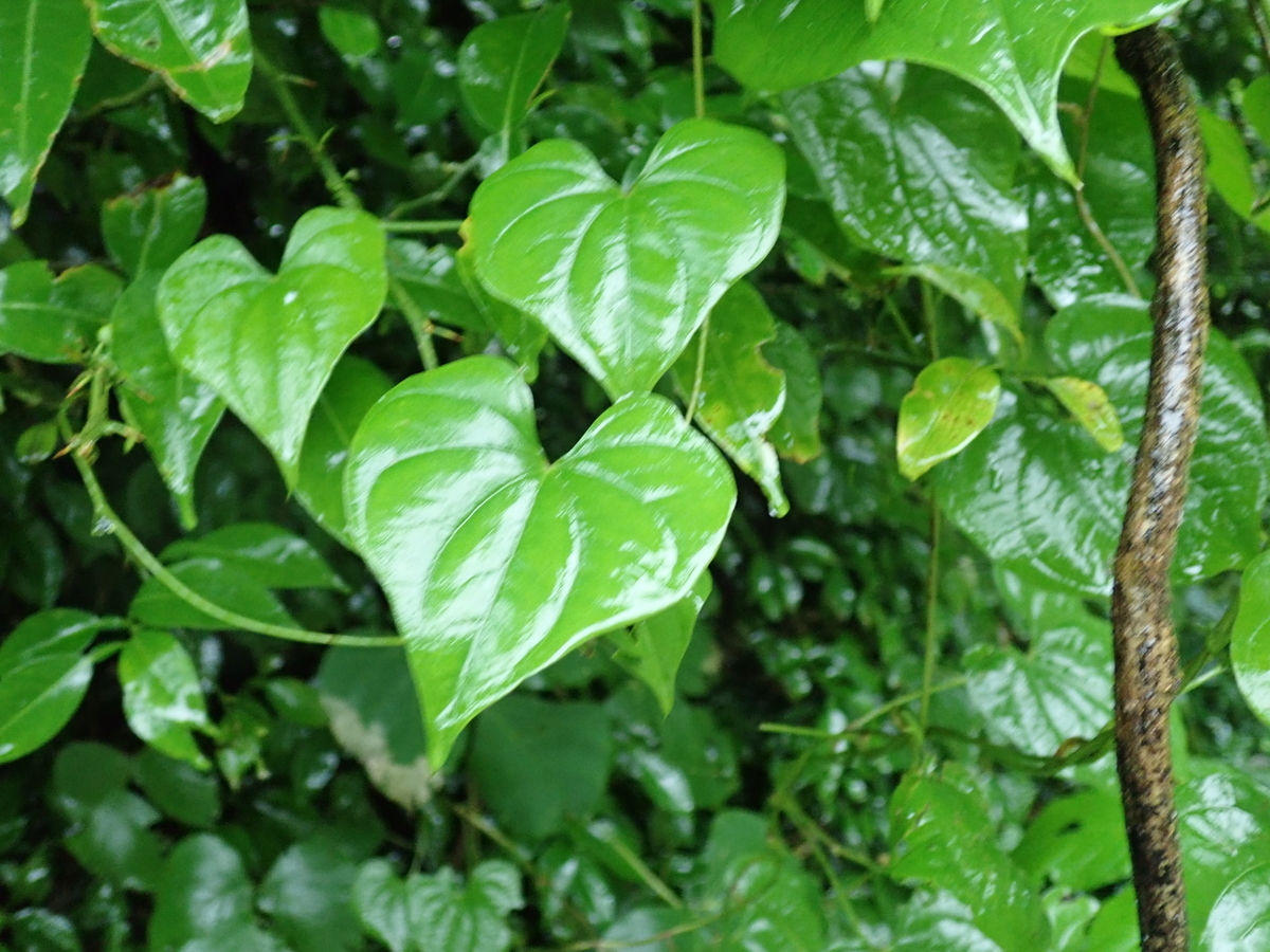 自然薯の葉はハート型自然薯王国