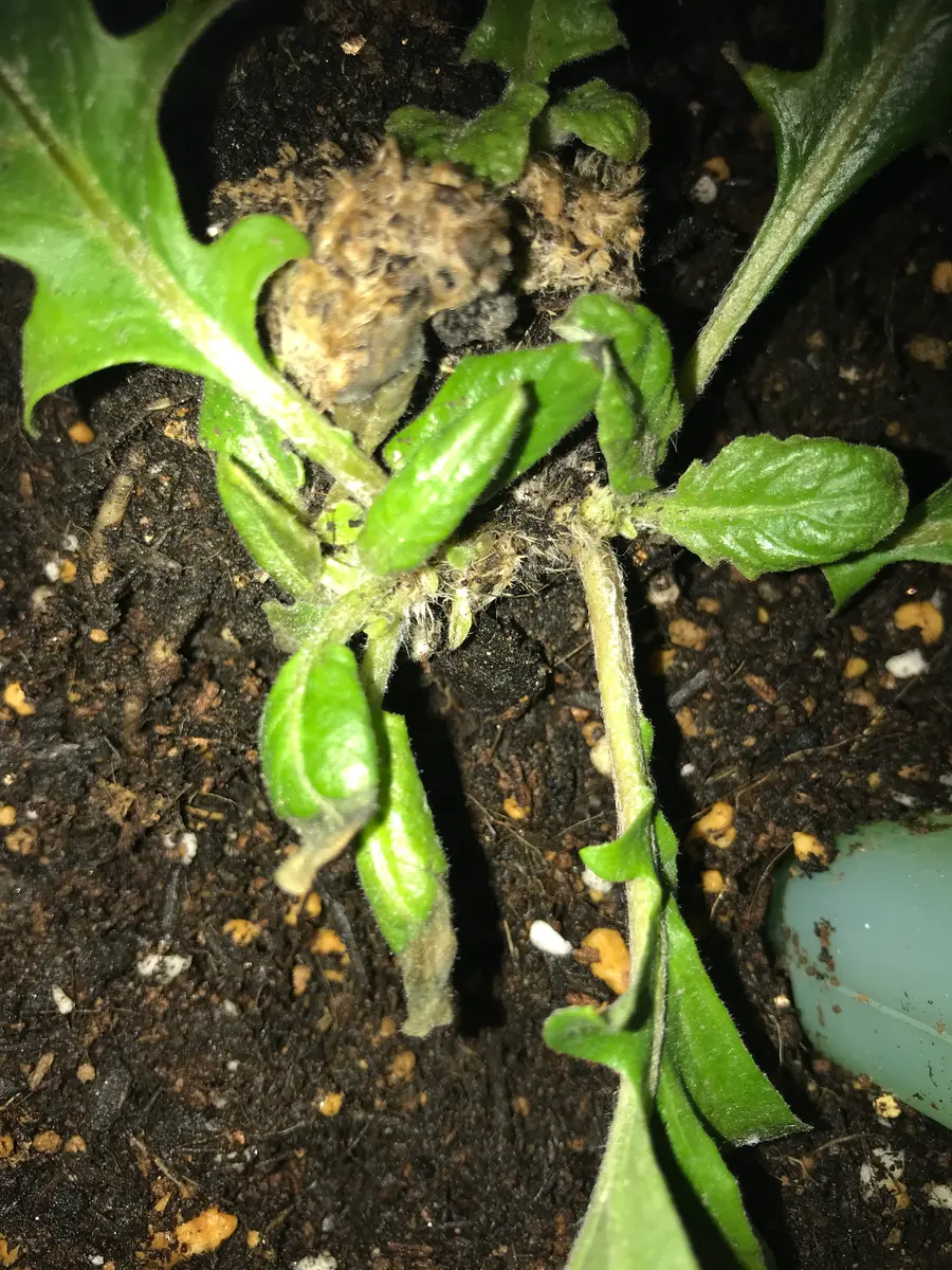 ガーデンガーベラの育て方株式会社ハクサン花や植物、園芸資材を取扱う花卉園芸界の総合商社 種苗会社