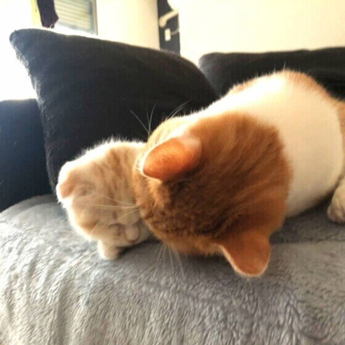 猫の仲良しサイン「アログルーミング」とは？グルーミングで見える上下関係と愛情表現