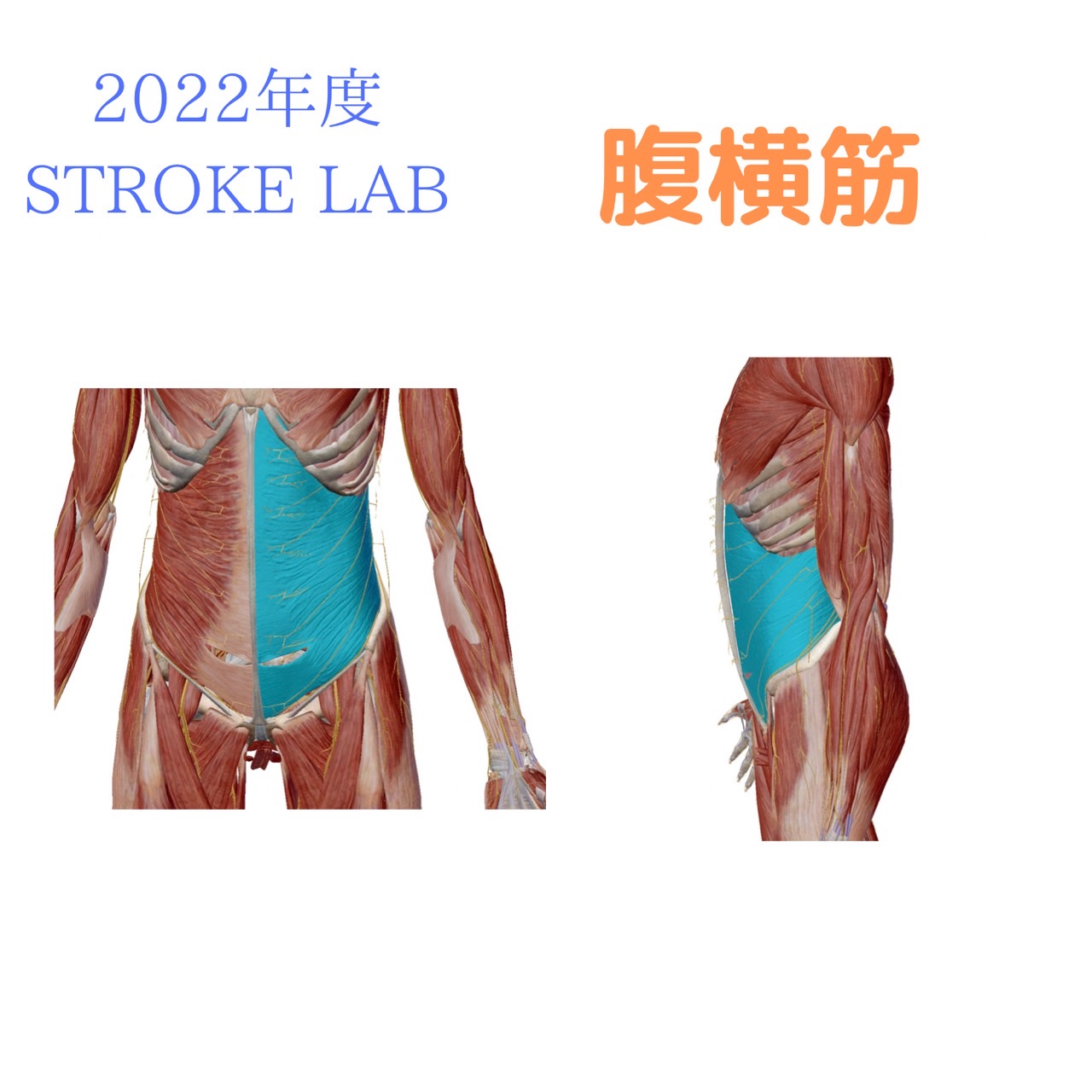 だらだら腸」の対策には腸を動かす筋力をアップ！2ページ目 ：タイプ別にするする出せる！ お腹ぺたんこ「腸エクサ」：日経Gooday グッデイ