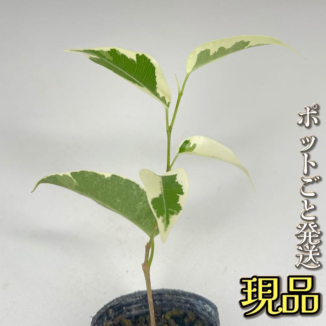 フィカス・ベンジャミンの育て方！ケア方法や葉が落ちるときの対処法も – 東京寿園