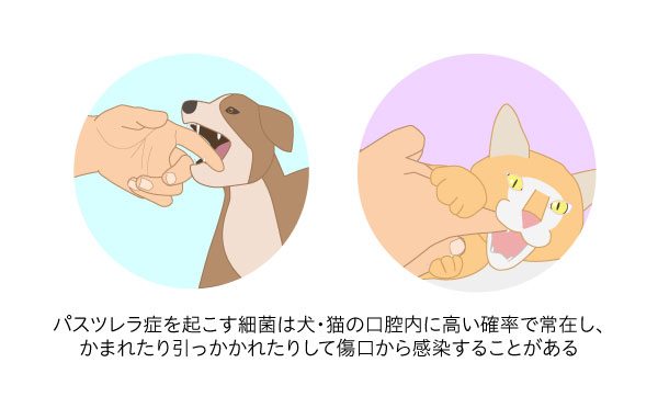 猫に噛まれた！猫 引っかき傷 ねこに噛まれたり、引っかかれたりした時の応急処置は？ - ねこかぞくブログ