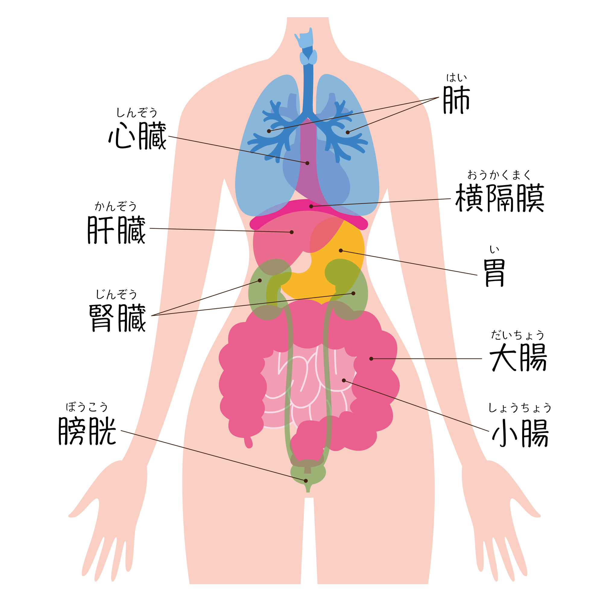 先天性横隔膜ヘルニア - 一般社団法人日本小児外科学会
