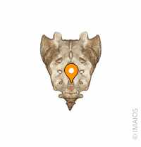 Visual Anatomy 視覚解剖学