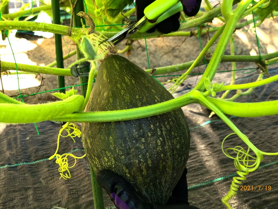 カボチャの実が黄色くなって枯れる : r gardening