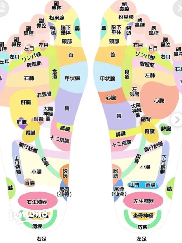反射区図表ウインターベル健康ショップ 官足法の足つぼ治療・足裏マッサージ治療用健康器具