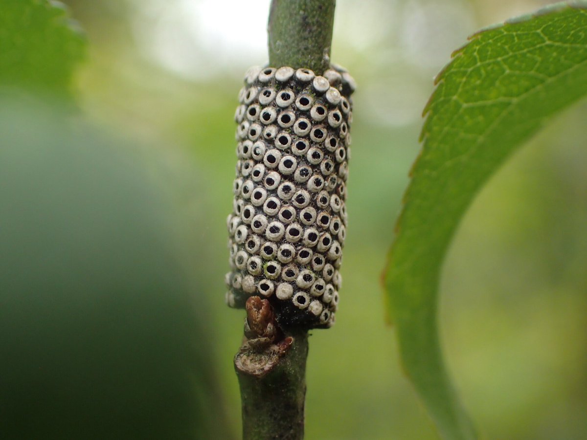 ウメの木のアカホシテントウが羽化虫散歩