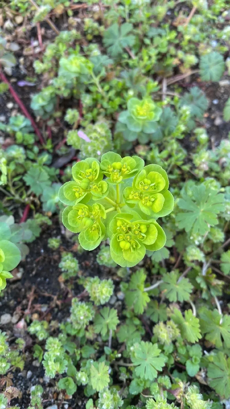 トウダイグサ科