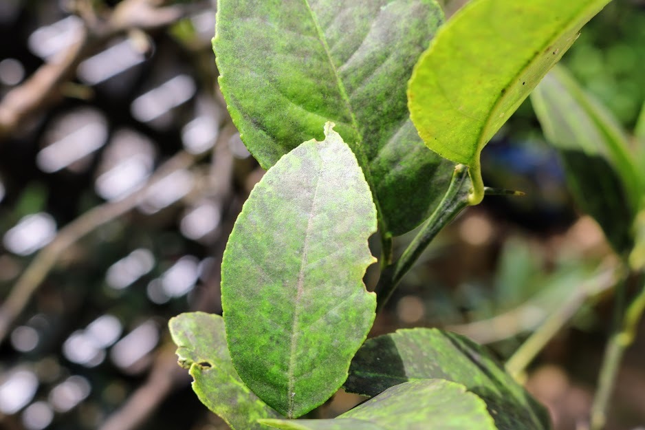 柑橘栽培レモンの病害虫ハモグリガとカイガラムシとすす病の対処サブロ～CEOのアスパラ日記