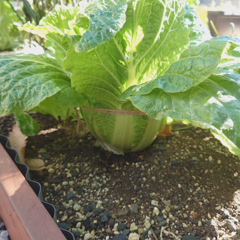 白菜が巻かなかった！, これが白菜失敗した！って人の, ナンバーワン理由じゃないかと思います！, 種まき時期が遅かった, 急に寒波がきた！,芯を虫に食われた！, など、理由は様々ですが, 15度以下に気温がなってしまった, というのもあるそうです, 応急処置として,一気に寒くなる前に巻いてないものは, 紐で縛って結球を助ける方法もあるようですが, 真意のほどはわかりません, ご参考までに。,