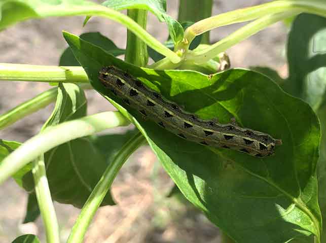 ホオズキカメムシを駆除！その方法と予防対策とは？施設園芸.com