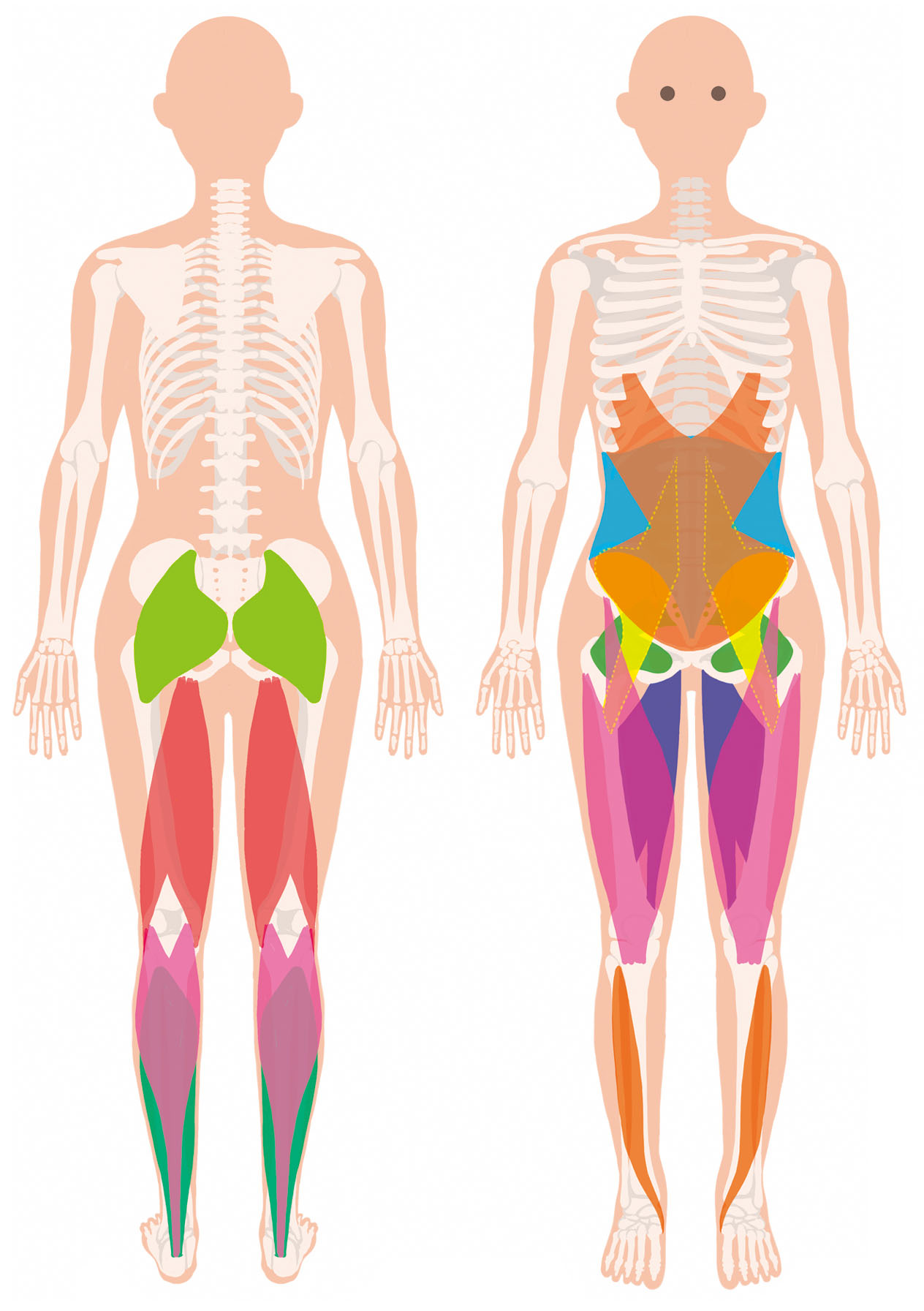 イラスト・美術解剖学の初心者必見 人気の参考書纏め売り デッサン人形付き 人体構造・筋肉・骨格」イラストの描き方を学べるおすすめ本