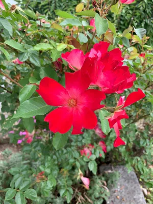 バラの育て方・栽培バラの冬剪定は2月上旬に！春の開花に備えて準備を。2月のバラのお手入れ植物とあなたをつなぐPlantia