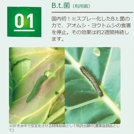 自作のお手入れスプレーでアブラムシを撃退しよう！お酢だけで簡単＆安全 – Onnela オンネラ 暮らしに『楽』を、家族にワクワクを