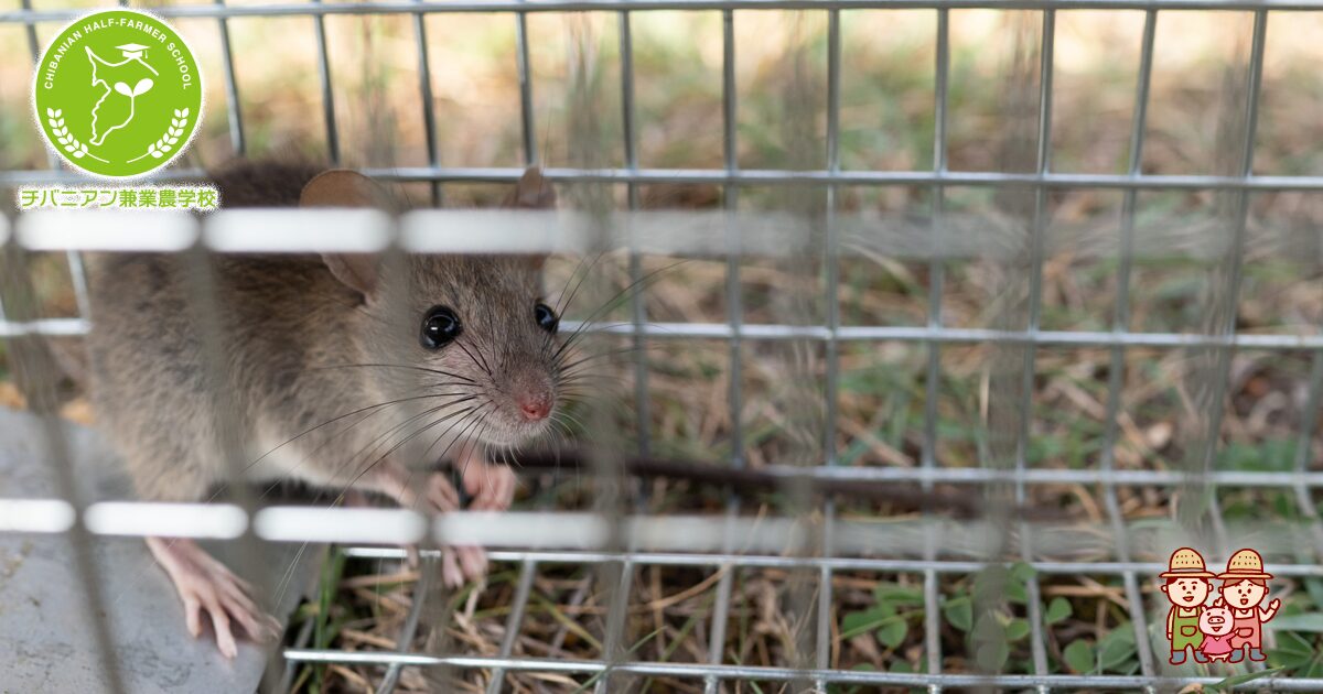 広報新宿 大久保・百人町の一部地域で ネズミ対策を実施します : ブログ : 新宿区議会議員 野もとあきとし 公式ホームページ