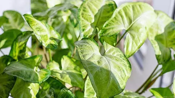 シンゴニウム水耕栽培の始め方かぶちjournal