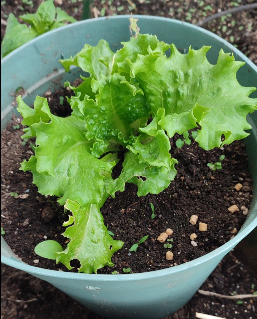ダイソー園芸 水切りカゴと豆苗プランターでレタス・サラダミックスの収穫 収穫4回目、5回目の記録: N-log 東京ぼたらいふ=ボタニカルライフ